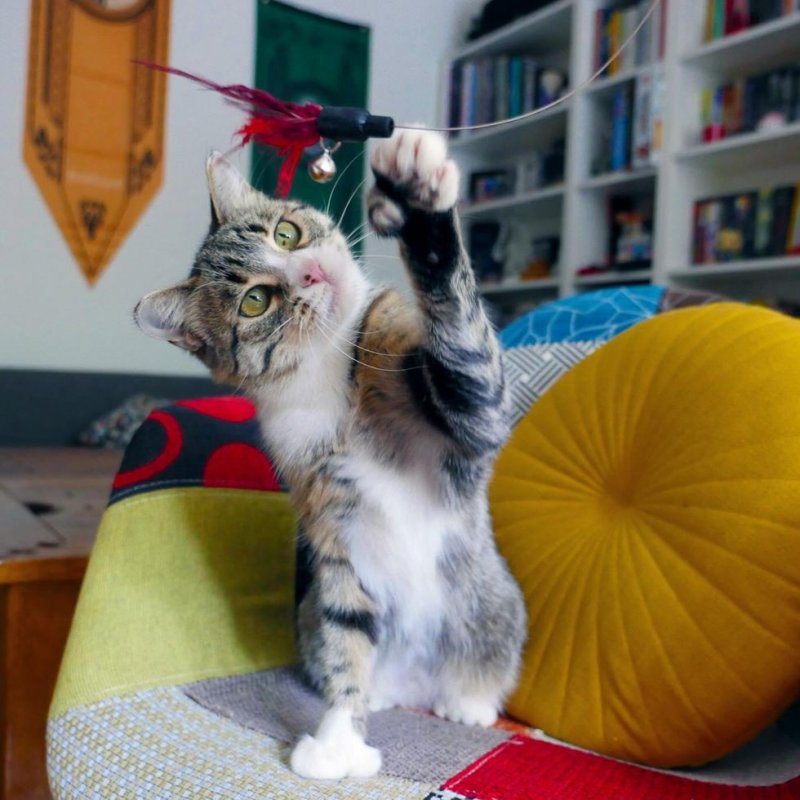 Потрёпанная кошка боялась даже приближаться к людям Потрёпанная кошка боялась даже приближаться к людям