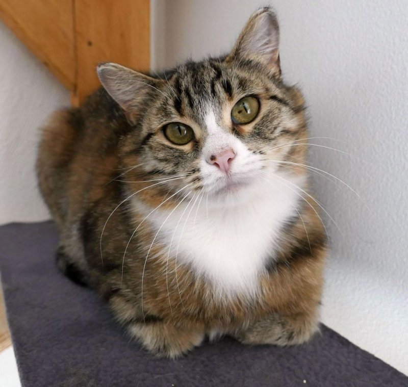 Потрёпанная кошка боялась даже приближаться к людям Потрёпанная кошка боялась даже приближаться к людям